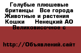 Голубые плюшевые британцы - Все города Животные и растения » Кошки   . Ненецкий АО,Великовисочное с.